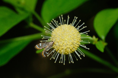 Strepsinoma croesusalis