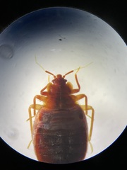 Cimex lectularius