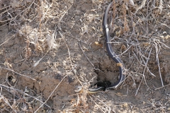 Masticophis lateralis lateralis