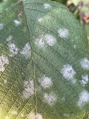 Erysiphe penicillata