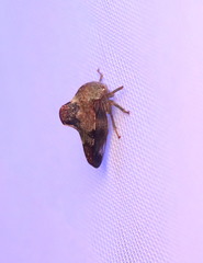 Telamona decorata
