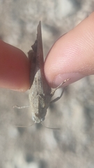 Oedipoda germanica germanica