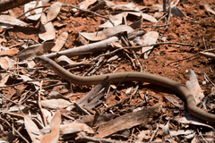 Pygopus lepidopodus