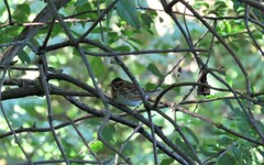Emberiza rustica