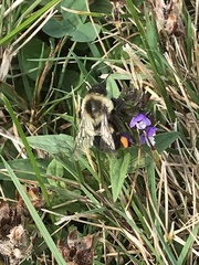 Bombus impatiens