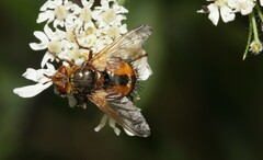 Tachina fera