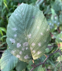 Erysiphe penicillata