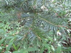 Abies homolepis