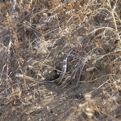 Masticophis lateralis lateralis