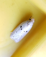 Scythropiodes issikii