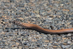 Pygopus lepidopodus