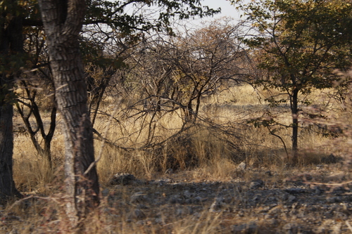 Colophospermum mopane image