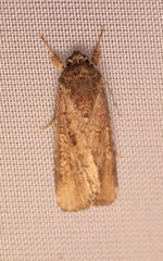 Spodoptera frugiperda