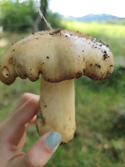 Russula cerolens