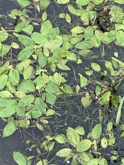 Potamogeton gramineus