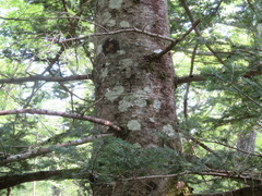 Abies homolepis
