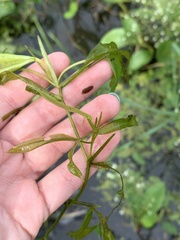 Potamogeton gramineus