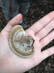 Daedaleopsis confragosa