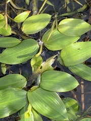 Potamogeton gramineus