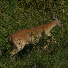 Odocoileus virginianus leucurus