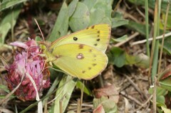 Colias