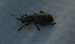 Curculionidae