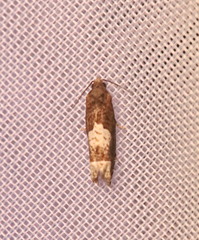 Eucosma parmatana
