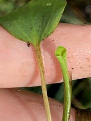 Potamogeton gramineus