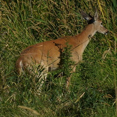 Odocoileus virginianus leucurus