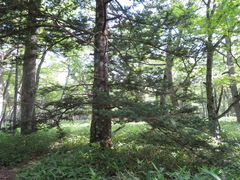 Abies homolepis