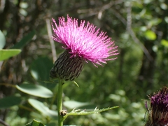 Cirsium muticum