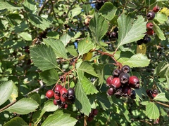 Crataegus castlegarensis