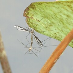 Tipula furca