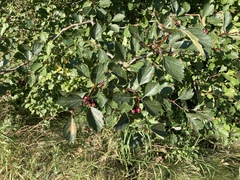 Crataegus castlegarensis