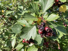 Crataegus castlegarensis