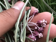 Asclepias brachystephana