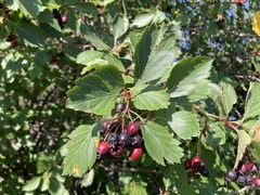 Crataegus castlegarensis
