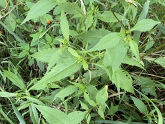 Bidens connata