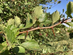 Crataegus castlegarensis