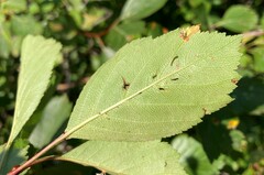 Crataegus castlegarensis