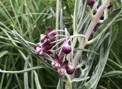 Asclepias brachystephana