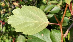 Crataegus castlegarensis