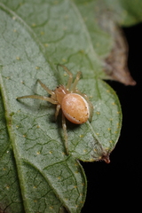 Araniella