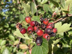 Crataegus castlegarensis