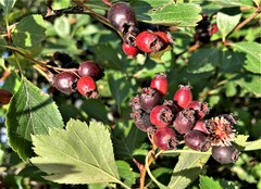 Crataegus castlegarensis