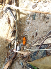 Tegosa