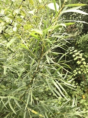 Salix interior