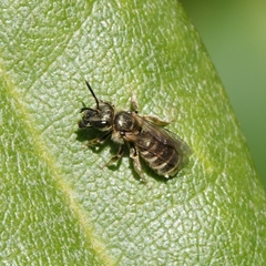 Seladonia