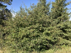 Crataegus castlegarensis