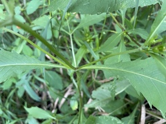 Bidens connata